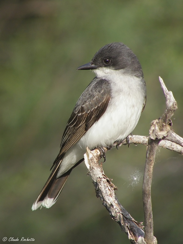 Tyran tritri / Eastern Kingbird