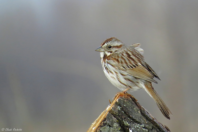 Bruant Chanteur / Song Sparrow