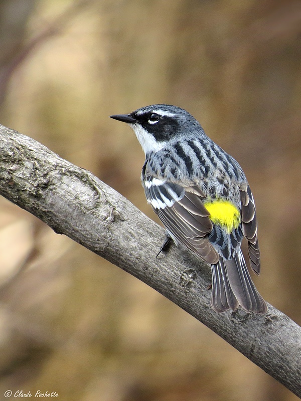 Paruline à croupion jaune / Yellow-rumped Warbler