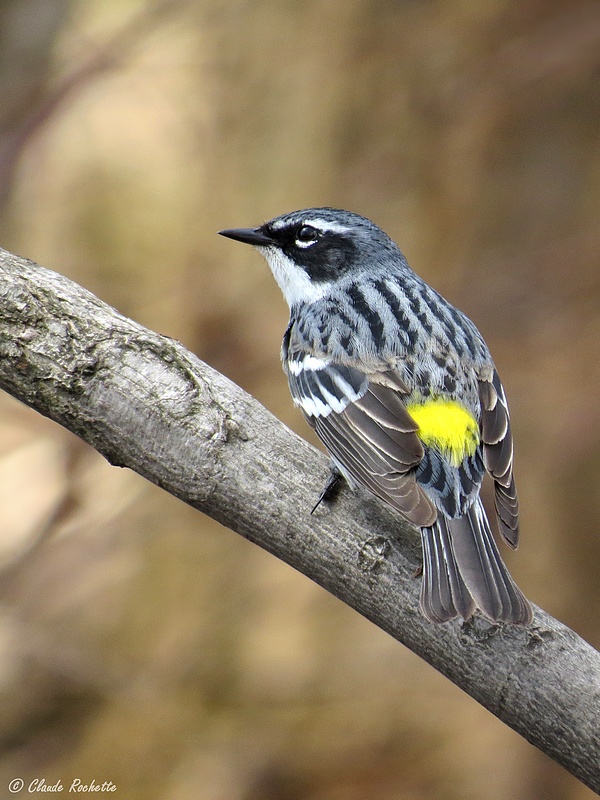 Paruline  croupion jaune / Yellow-rumped Warbler