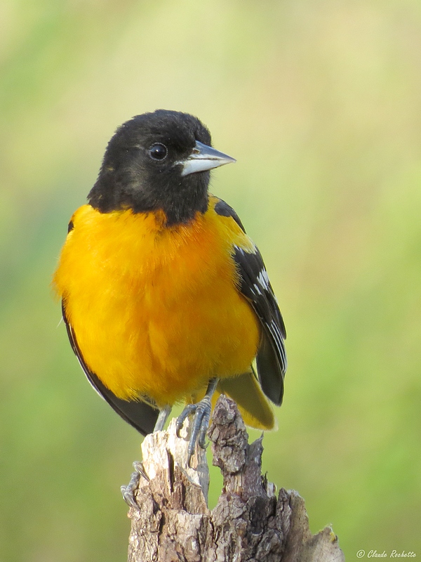 Oriole de Baltimore / Baltimore Oriole