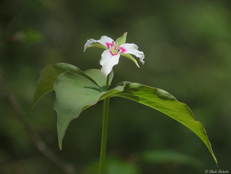 Trille ondul / Trillium undulatum ( Painted Trillium )