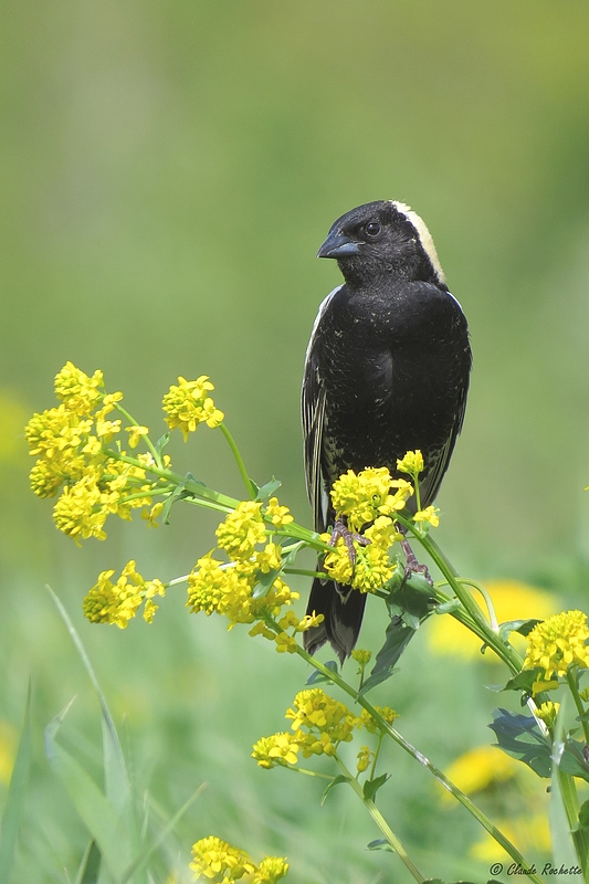 Goglu des prs / Bobolink