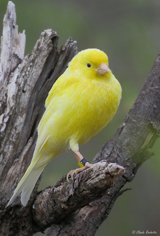 Canari