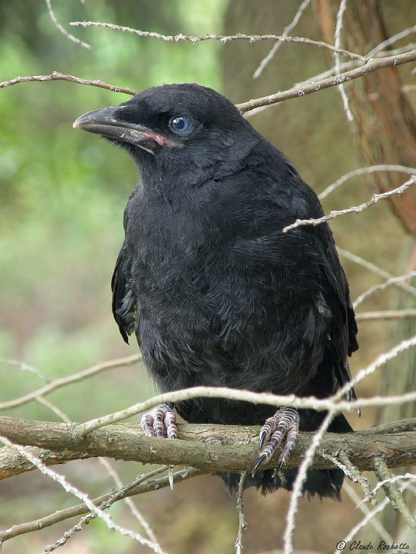 Corneille d'amrique / American crow