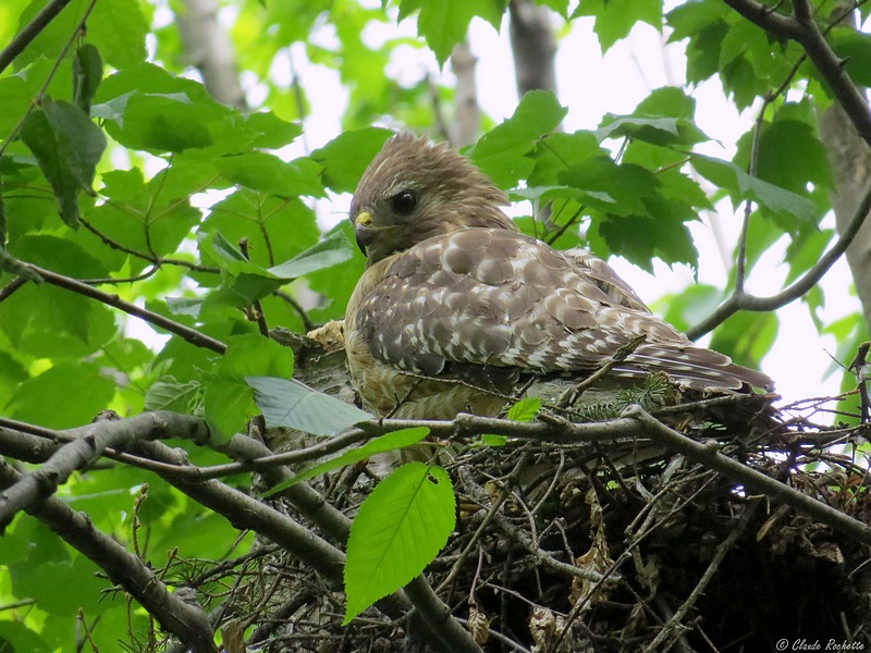 Buse à épaulette / Red-shouldered Hawk