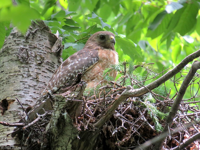 Buse à épaulette / Red-shouldered Hawk
