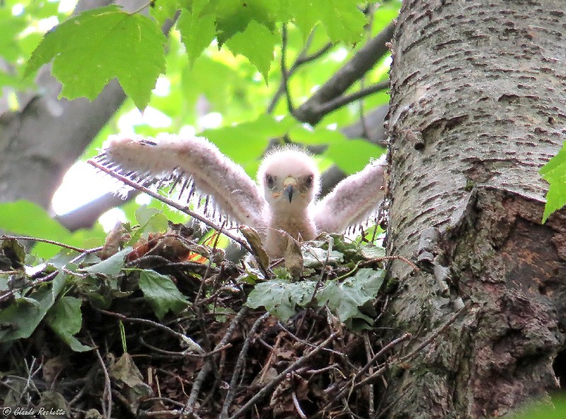 Buse à épaulette / Red-shouldered Hawk