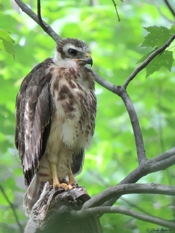 Buse à épaulette / Red-shouldered Hawk