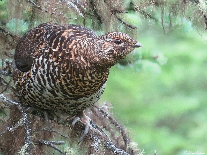 Tétras du Canada / Spruce Grouse