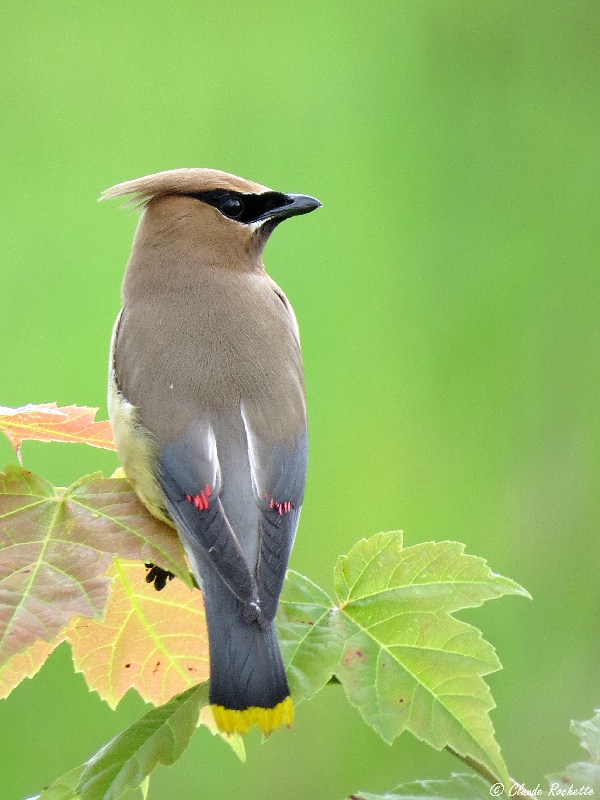 Jaseur d'Amérique / Cedar Waxwing