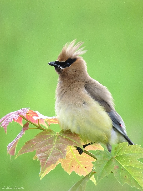 Jaseur d'Amrique / Cedar Waxwing