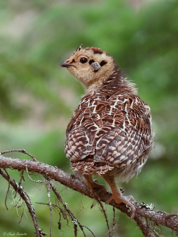 Tétras du Canada / Spruce Grouse
