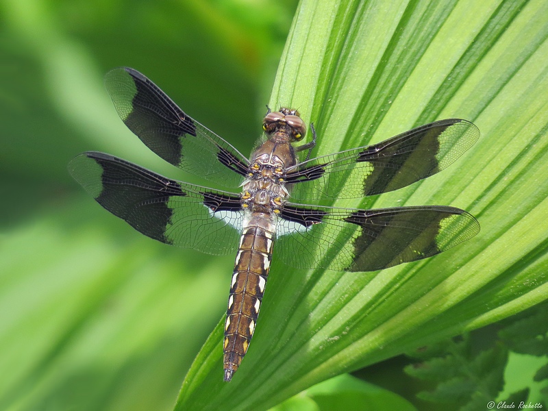 Libellule lydienne / Common Whitetail