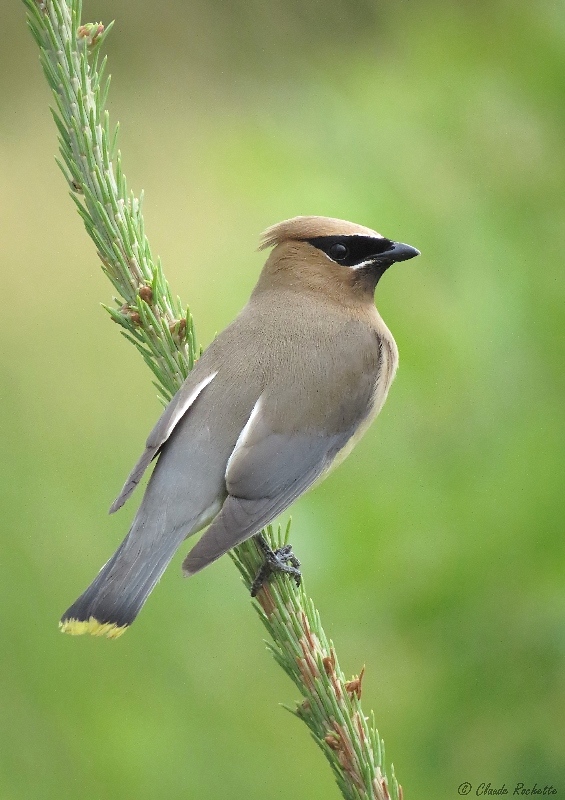 Jaseur d'Amrique / Cedar Waxwing