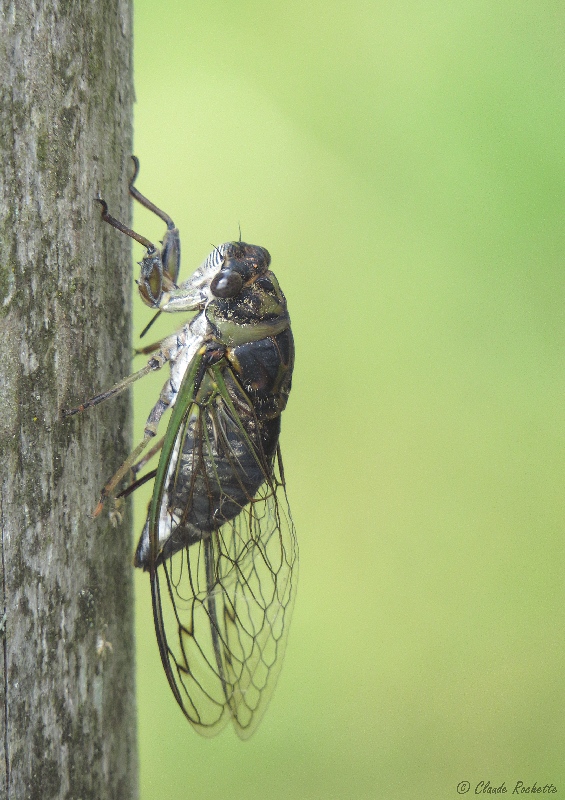 Cigale / Cicada