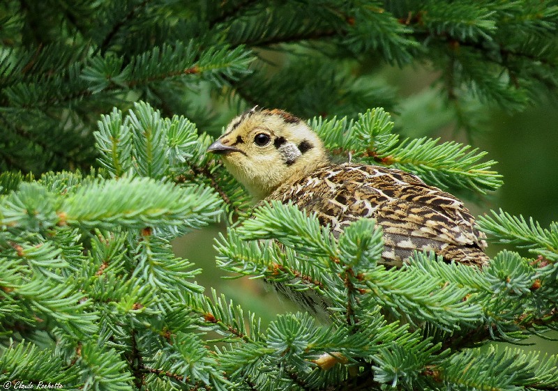 Tétras du Canada / Spruce Grouse