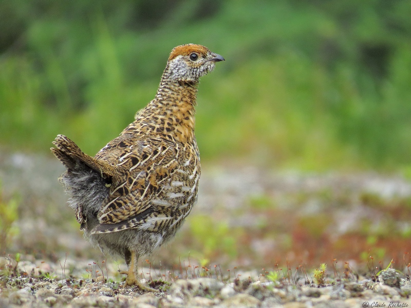 Tétras du Canada / Spruce Grouse