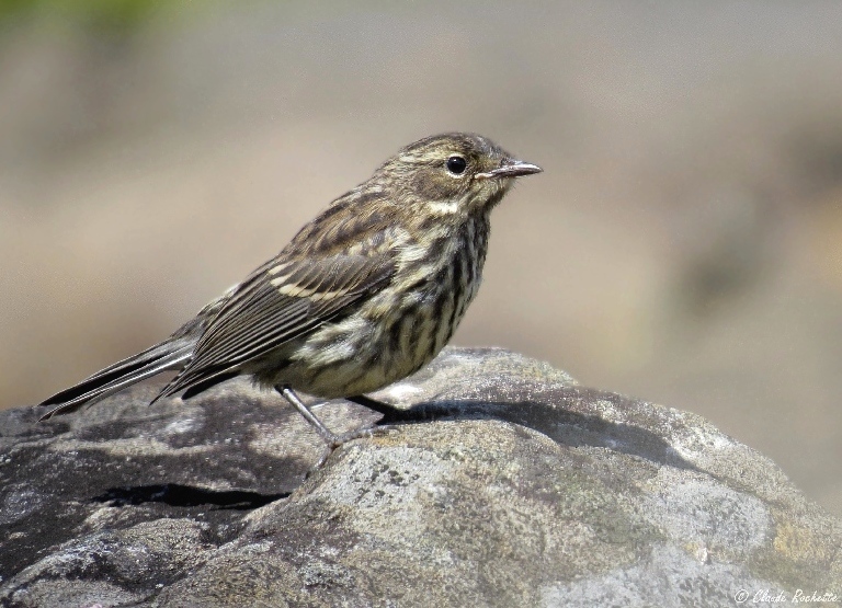 Paruline  croupion jaune / Yellow-rumped Warbler