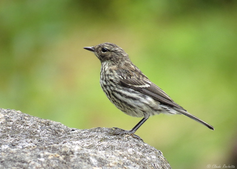 Paruline  croupion jaune / Yellow-rumped Warbler