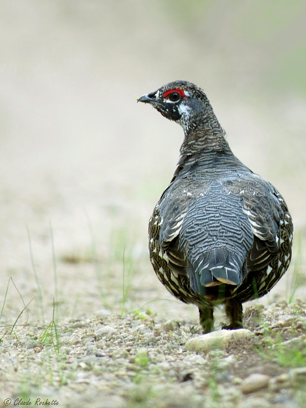 Tétras du Canada / Spruce Grouse