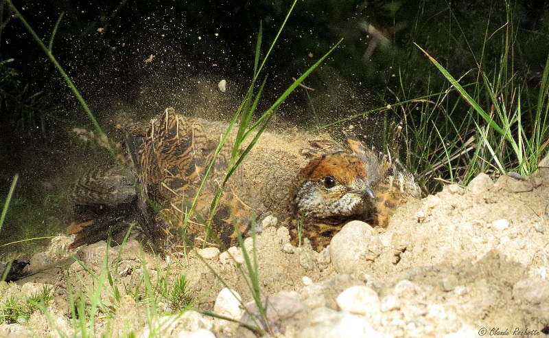 Tétras du Canada / Spruce Grouse