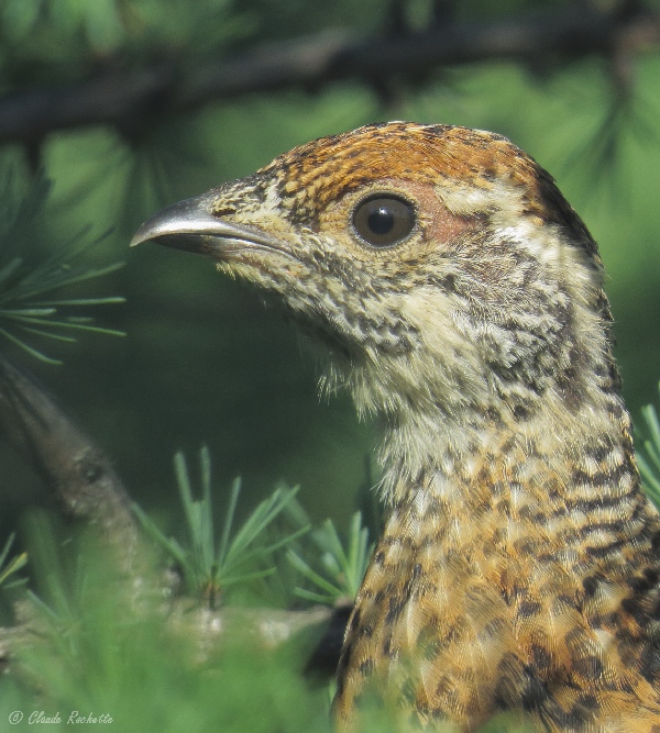 Tétras du Canada / Spruce Grouse