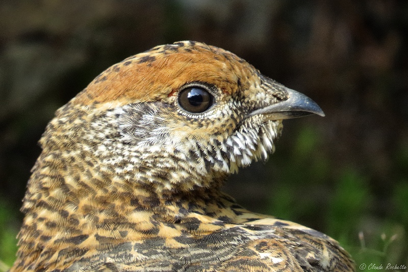 Tétras du Canada / Spruce Grouse