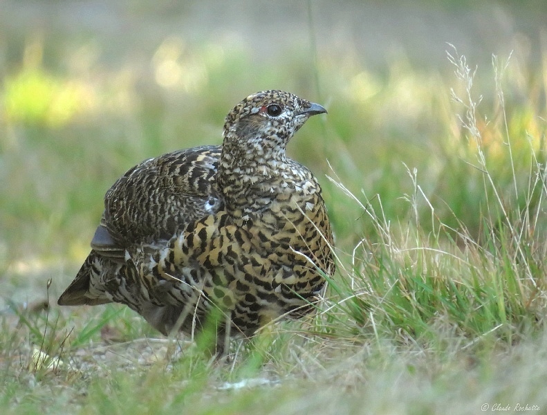 Tétras du Canada / Spruce Grouse