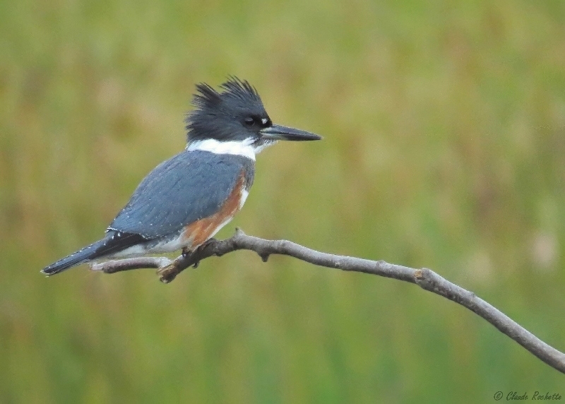 Martin pcheur / Belted Kingfisher