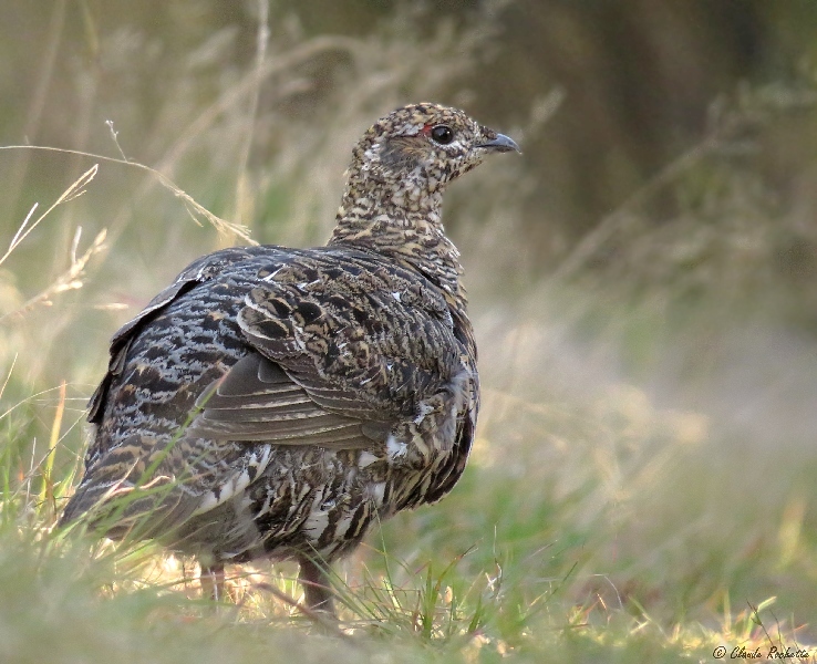 Tétras du Canada / Spruce Grouse