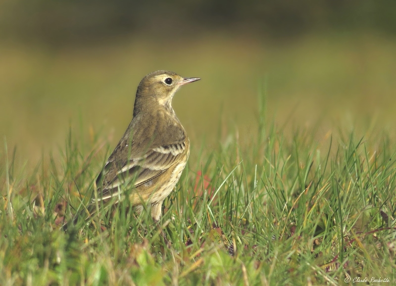 Pipit d'Amrique /  American Pipit