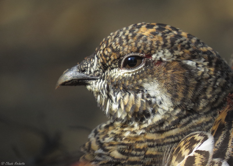 Tétras du Canada / Spruce Grouse