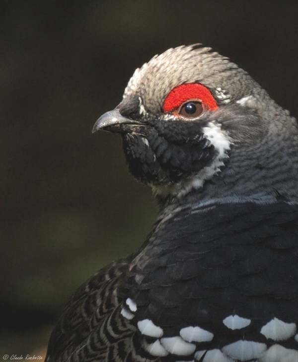 Tétras du Canada / Spruce Grouse