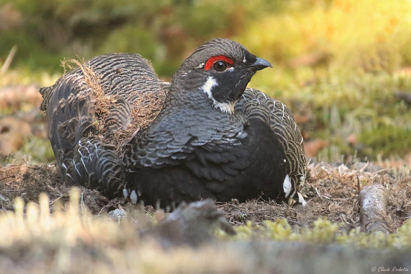 Tétras du Canada / Spruce Grouse
