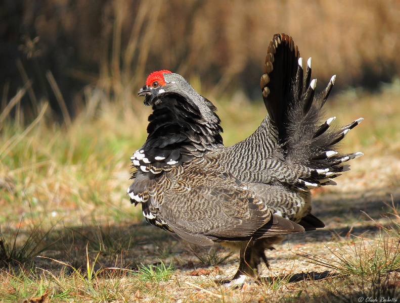 Tétras du Canada / Spruce Grouse