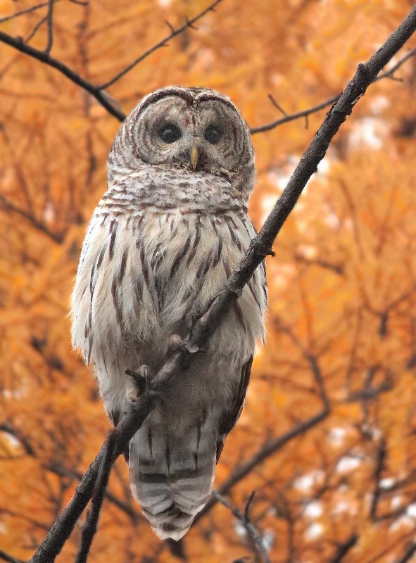 Chouette rayée / Barred Owl