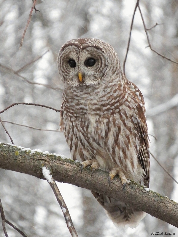 Chouette rayée / Barred Owl