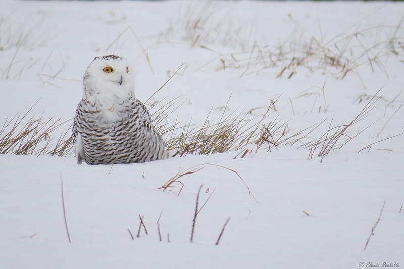 Harfang des neiges / Snowy Owl