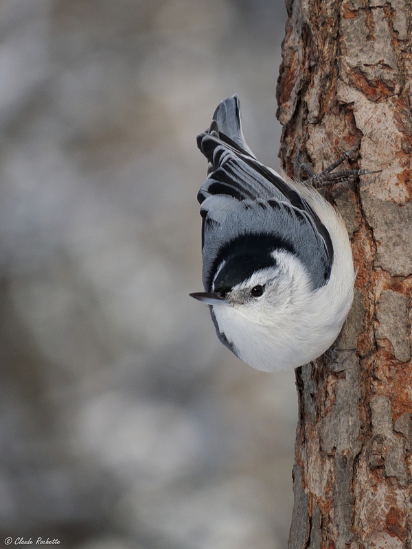 Sittelle  poitrine blanche / White-breasted Nuthatch