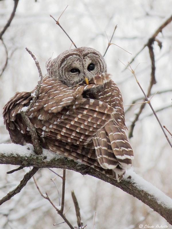 Chouette rayée / Barred Owl