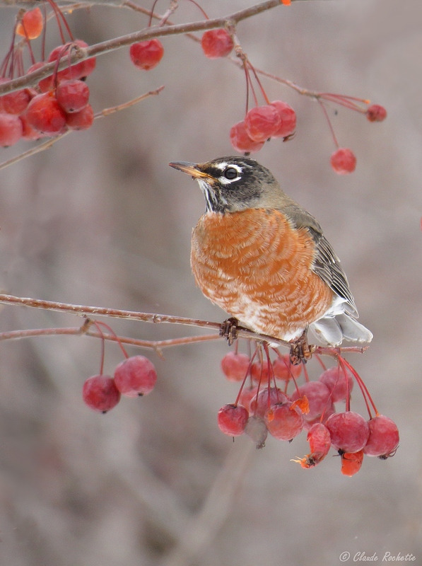 Merle d'Amrique / American Robin