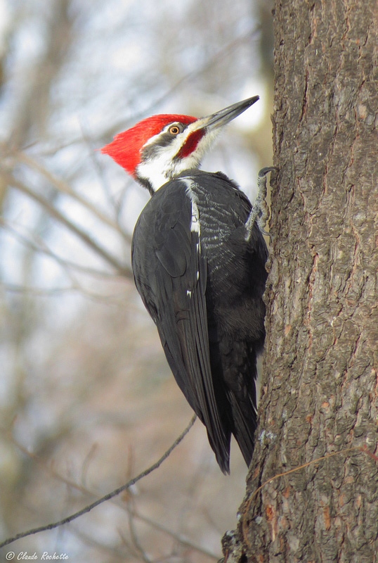 Grand-Pic / Pileated Woodpecker