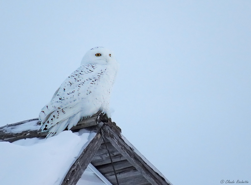 Harfang des neiges / Snowy Owl