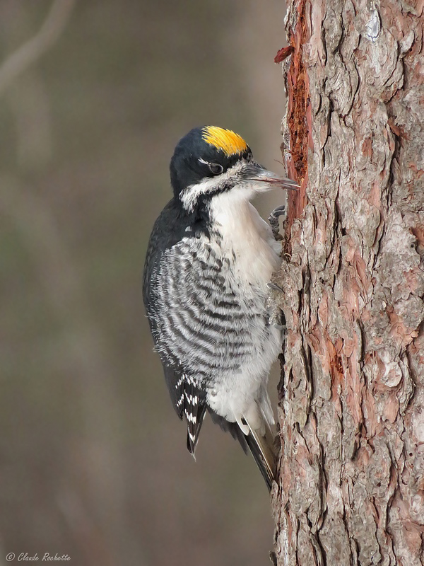 Pic  dos noir / Black-backed Woodpecker