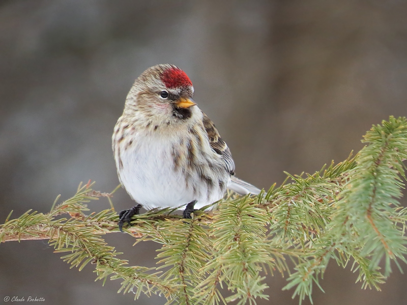 Sizerin Flammé / Common Redpoll