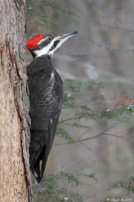 Grand Pic / Pileated Woodpecker