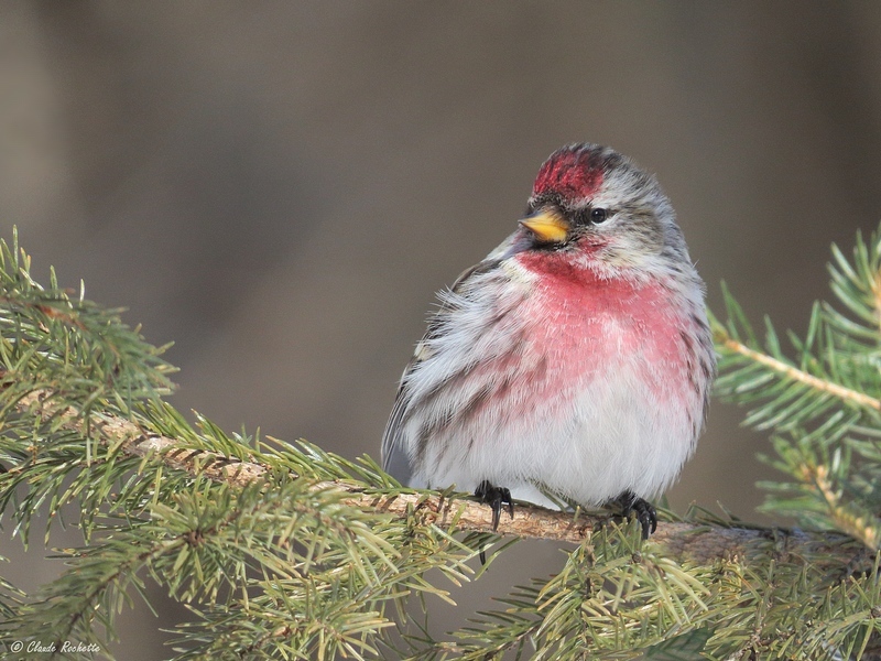 Sizerin Flammé / Common Redpoll