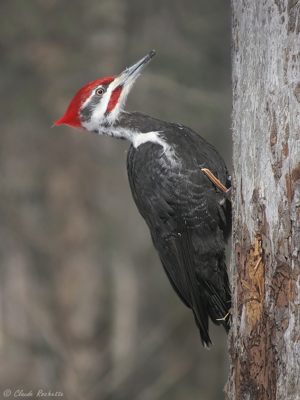 Grand Pic / Pileated Woodpecker