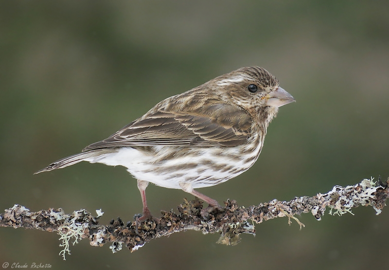 Roselin Pourpr / Purple Finch